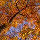 Image for article titled 76 Stunning Photos Of Fall Leaves
